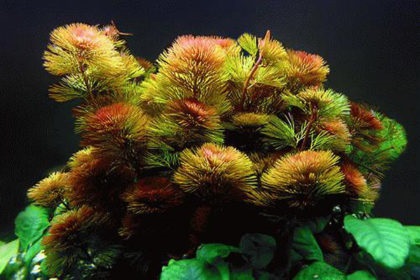 Kabomba- akváriumi növényfajok, leírás, hígító, tartalom, akváriumi halak