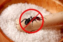 Hogyan lehet megszabadulni a hangyák az ágyak, a népi jogorvoslati