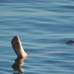 Ahogy Novosibirsk meghajtó rugó (rugó) Amint Novoszibirszk bejutni tavasz