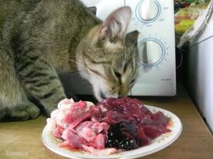 Hogyan kell etetni a macskát, miután ivartalanított megfelelő táplálkozás otthon
