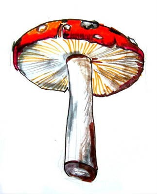 Hogyan kell felhívni a gomba (Amanita rajz) Hogyan kell felhívni a gomba