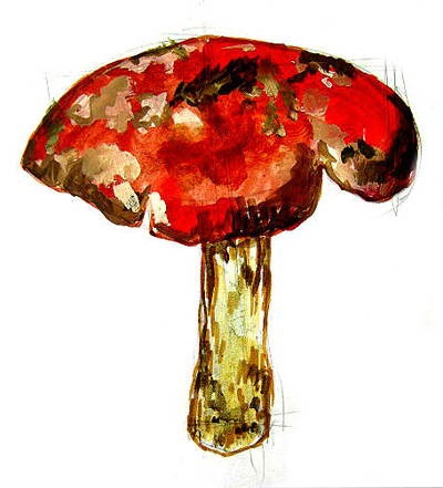 Hogyan kell felhívni a gomba (Amanita rajz) Hogyan kell felhívni a gomba