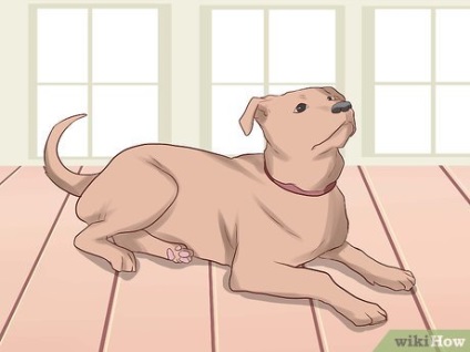 Hogyan kell tanítani a kutyát, hogy végre egy szaltó