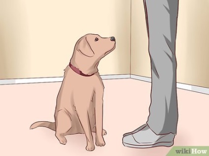Hogyan kell tanítani a kutyát, hogy végre egy szaltó
