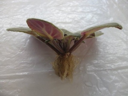 Hogyan megfiatalítani a régi lila, kedvenc növényvilág
