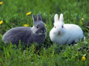 Hogyan lehet megkülönböztetni egy törpe nyúl a rendes, jó tanács