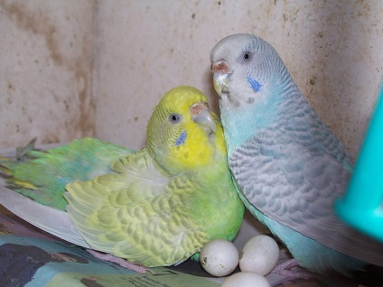 Hogyan szaporodnak papagájok az otthoni videó környezet
