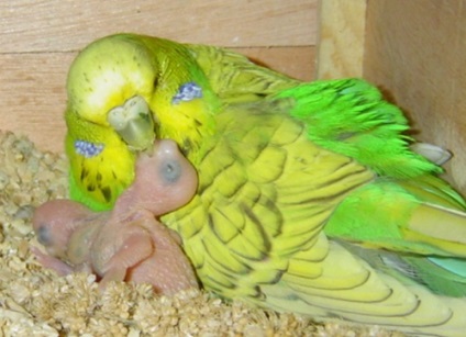 Hogyan szaporodnak papagájok az otthoni videó környezet