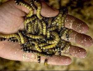Tenyésztési mealworms halászati (horgászat) Tenyésztési mealworms halászati