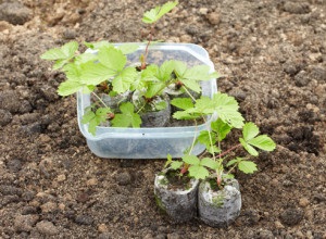 Hogyan ültetni a magokat tőzeg tabletta