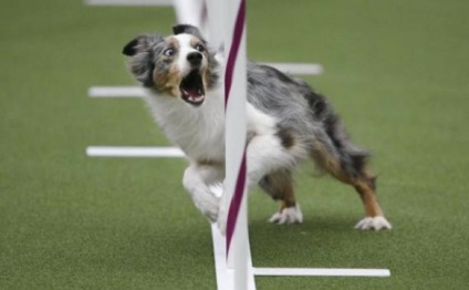 Hogyan lehet megbirkózni az izgalom agility, rossz kutya