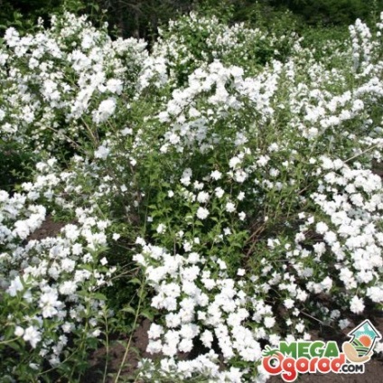 Hogyan törődik Jasmine kert (jázmin kert gondozás) Hogyan törődik Jasmine kert