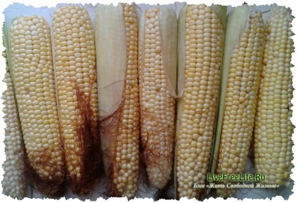 Hogyan válasszuk ki a finom kukorica én ajánlásokat válogatott magas minőségű füle különböző minőségű!