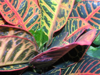 Hogyan növekszik egy gyönyörű Croton otthon