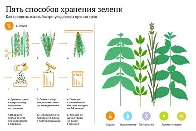 Hogyan kell tárolni a gyógynövények sokáig - és hogyan