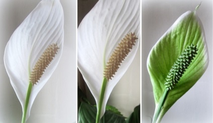 Hogyan készítsünk Spathiphyllum virágzik „női boldogság” az ablakpárkányon - smilepub