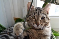 Szürkehályog macskák - üzemeltetés és szürkehályog kezelésére állatokban