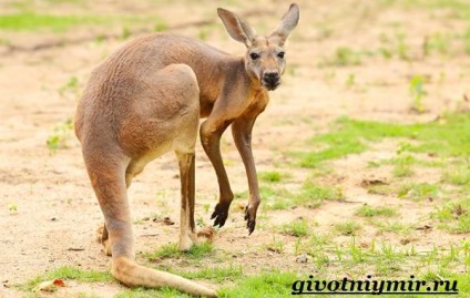 Kenguru állat (állati kenguru Ausztráliában) kenguru animal