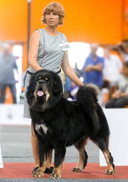 Kutya kennel Tibeti masztiff - egy talizmán irányban, vásárolni kölykök Tibeti masztiff (masztiff) Kutya kennel Tibeti masztiff - egy talizmán irányban, vásárolni kölykök Tibeti masztiff