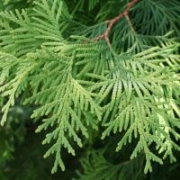 Cypress - ültetés és gondozás