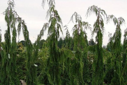 Cypress magok ültetése, termesztése, a gondozás és fotót különböző típusú növényekre