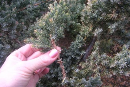Cypress magok ültetése, termesztése, a gondozás és fotót különböző típusú növényekre