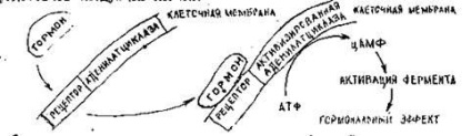 Osztályozása és hatásmechanizmusa hormonok