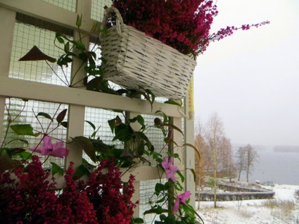 Clematis - ültetés és gondozás az erkélyen
