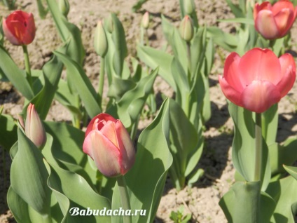 Amikor a tulipán virágzik fotó, vendégház