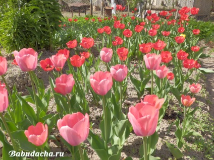 Amikor a tulipán virágzik fotó, vendégház