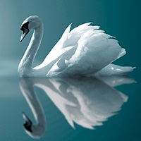 Gyűjtemények versek (Swan Swan fehér szárnyú) költészet gyűjtemény