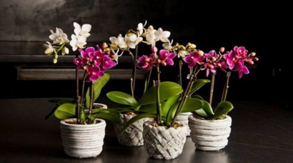 Bark orchideák saját kezűleg, hogyan kell elkészíteni a saját fenyőkéreg