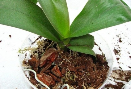 Bark orchideák saját kezűleg, hogyan kell elkészíteni a saját fenyőkéreg