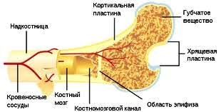 Кістки людини - норма і патологія