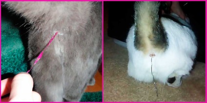 Cat evett eső fa (evett) A macska megette az eső egy karácsonyfa