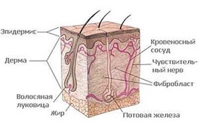 A bőr és származékai, elemek (mellékhere) - a bőr szerkezetét