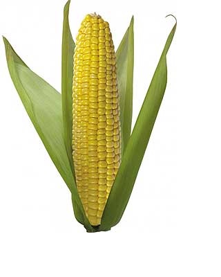 Kukorica, haszon és kár az egészség, az egészséges táplálkozás