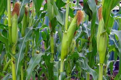 Kukorica ültetés és gondozás