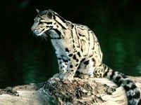 Leopard, leopárd (Panthera pardus) felületből megjelenése színfelbontásának hang leopárd, élőhely