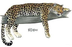 Leopard, leopárd (Panthera pardus) felületből megjelenése színfelbontásának hang leopárd, élőhely