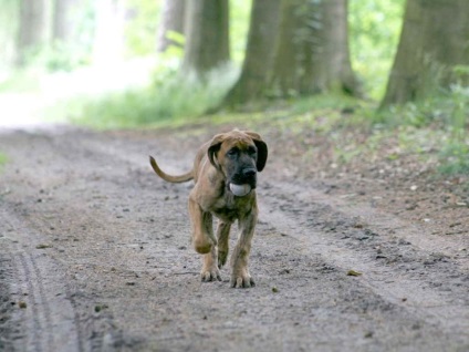 Leptospirosis kutyákban, mint veszélyes betegség, és hogyan kell kezelni azt (leptospirosis) Leptospirosis kutyákban, mint veszélyes betegség, és hogyan kell kezelni azt