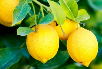 Lemon előnyök és káros az emberi egészségre