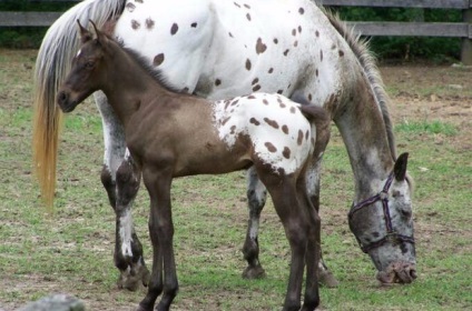 Ló Appaloosa leírás, fényképek (leírás) Appaloosa lófajta leírás, fotók