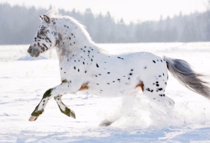 Ló Appaloosa leírás, fényképek (leírás) Appaloosa lófajta leírás, fotók