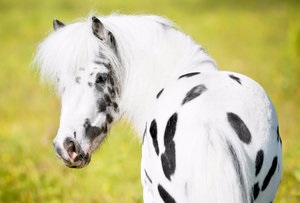 Ló Appaloosa leírás, képek (Appaloosa) Appaloosa lófajta leírás, fotók