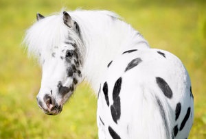 Appaloosa lófajta leírás, fotók