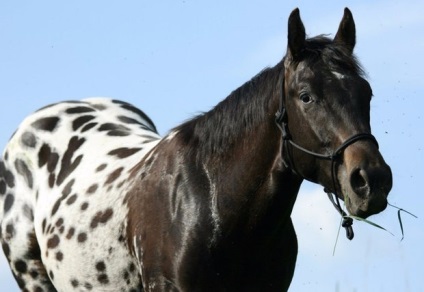 Ló Appaloosa leírás, képek (Appaloosa) Appaloosa lófajta leírás, fotók
