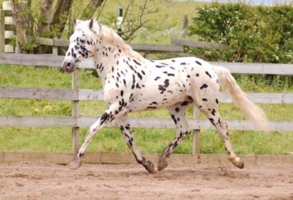 Ló Appaloosa leírás, fényképek (leírás) Appaloosa lófajta leírás, fotók