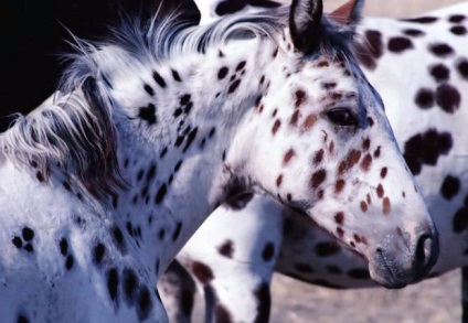 Ló Appaloosa leírás, fényképek (rock) Appaloosa lófajta leírás, fotók