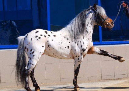 Ló Appaloosa leírás, fényképek (leírás) Appaloosa lófajta leírás, fotók